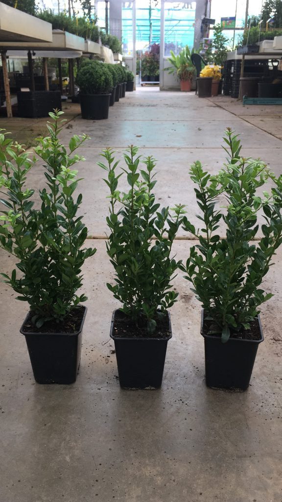 Ilex Caroline Upright 5 planten per pot en 30/40 cm