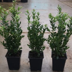 Ilex Caroline Upright 5 planten per pot en 30/40 cm