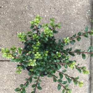 Nieuwe dwerg ilex ,glory dwarf, zeer geschikt voor smalle, kleine haagjes