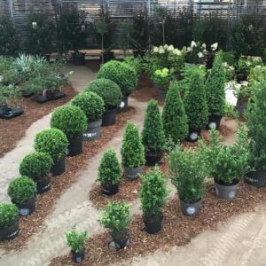 Onze collectie ILEX crenata Dark Green