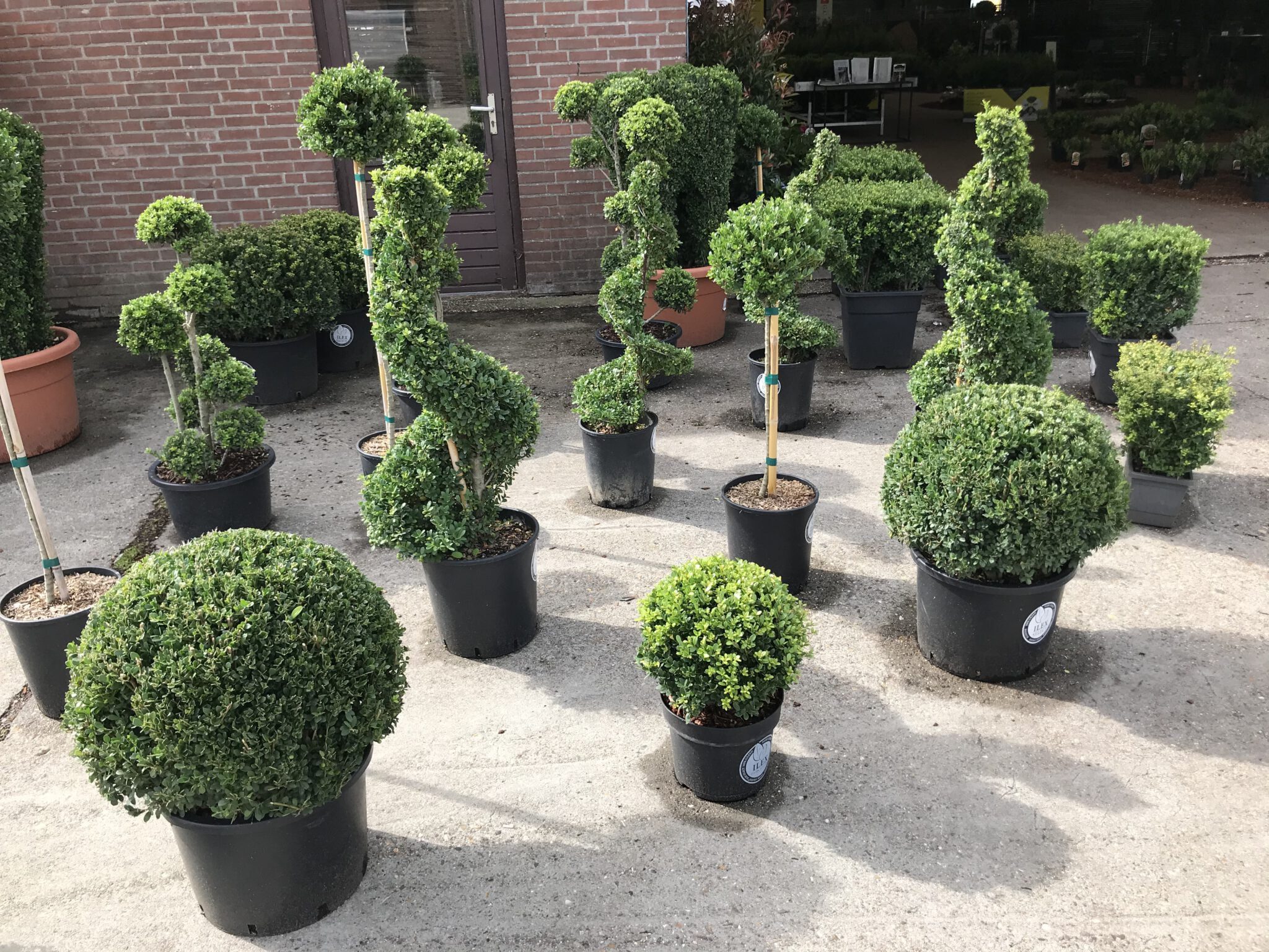 Ilex crenata “Dark Green” – Japanse Hulst – Bollen , Piramide , en Bol