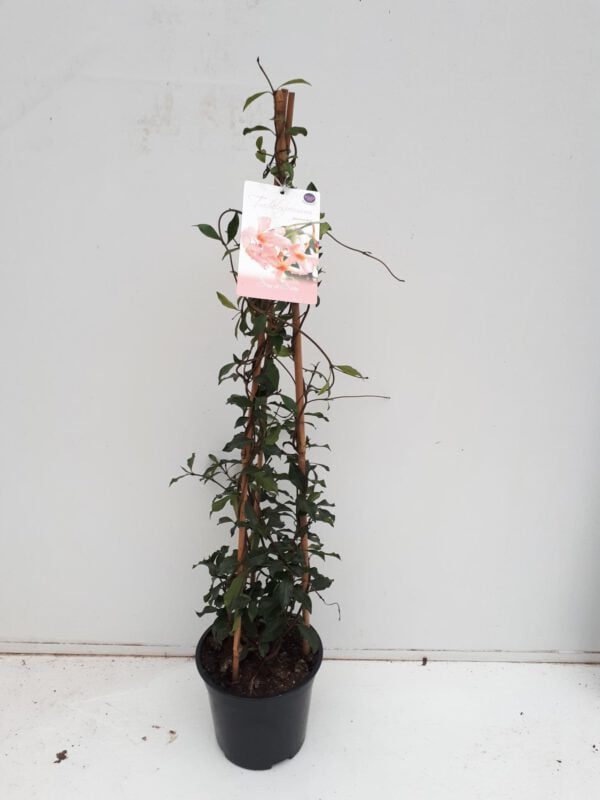 TRACHELOPSPERMUM Rose met 3 stok 90 cm hoog, geurend