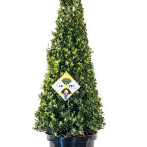 ILEX crenata piramides