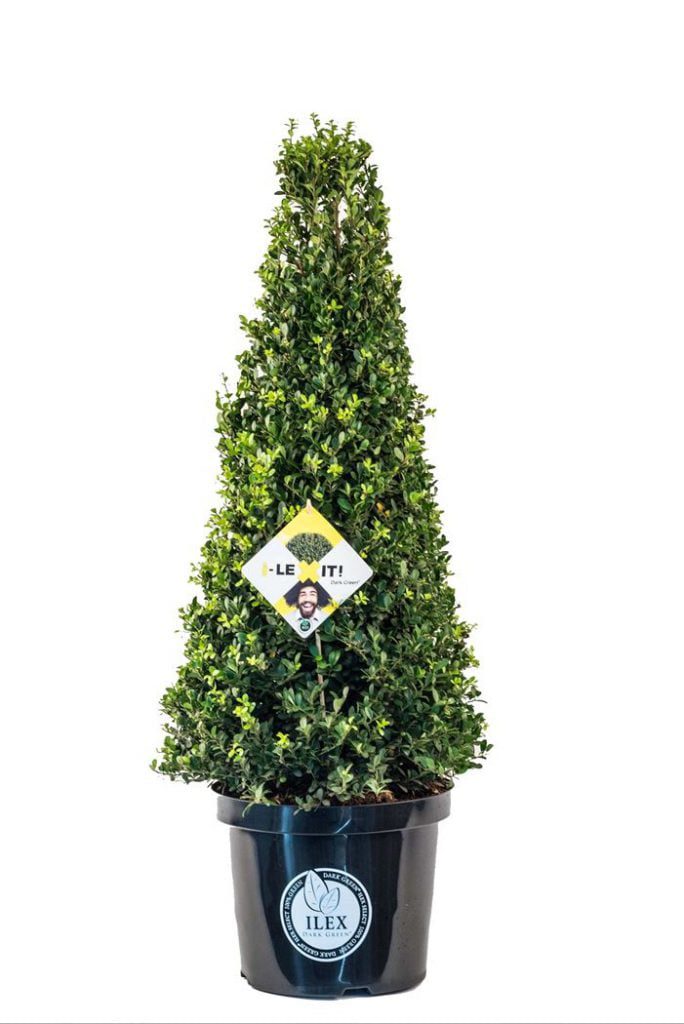 ILEX crenata piramides