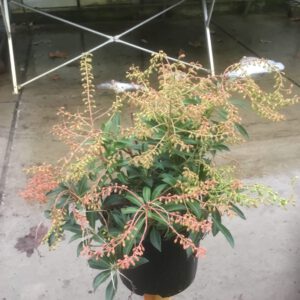 Pieris Taiwanensis Sense ,zeer winterharde groenblijvende plant