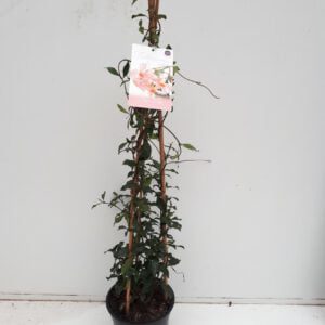 TRACHELOPSPERMUM Rose met 3 stok 90 cm hoog, geurend