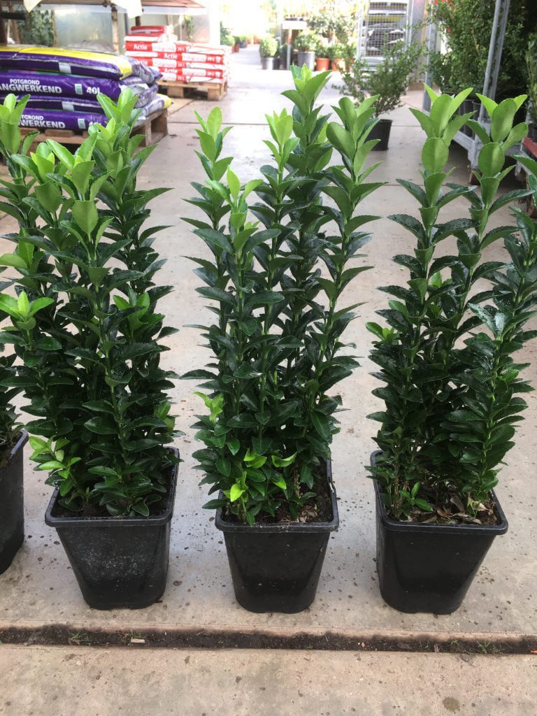 Euonymus japonica ‘’Green Spire’’ zeer geschikt voor hagen