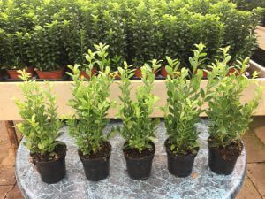 Nieuw , ilex crenata Caroline Upright met maar liefs 5 plantjes in 9,5 cm pot