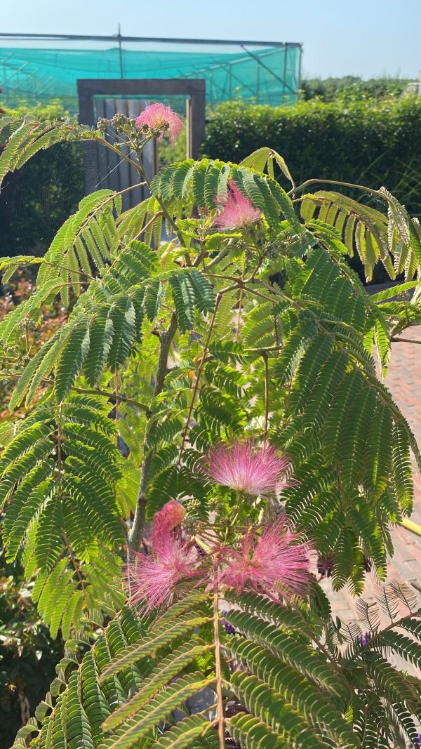 Albizia julibrissin en Ombrella -Perzische slaapboom - Afbeelding 2