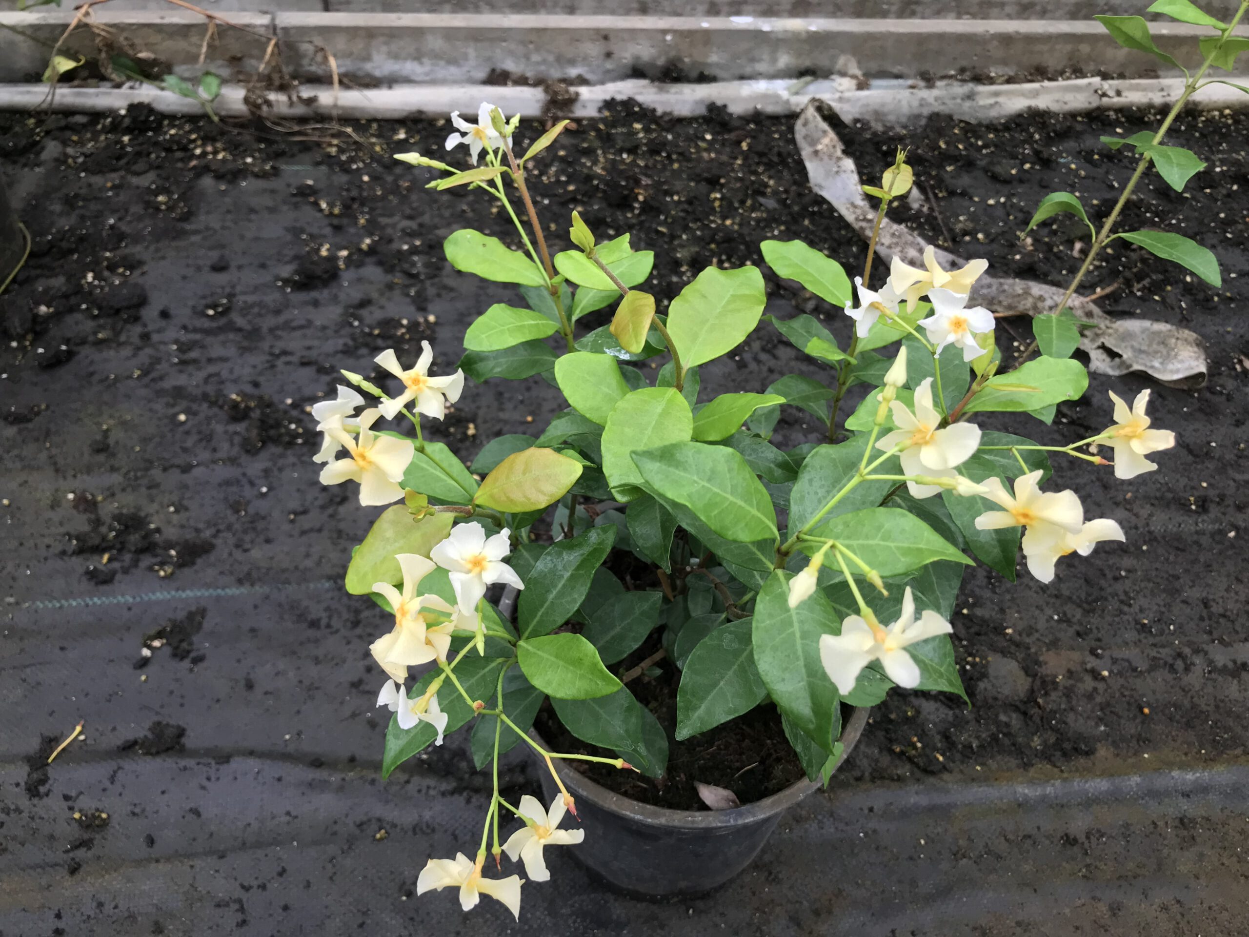 De Trachelospermum Jasminoidus ‘’Star of Toscane’’ - gele Toscaanse jasmijn - Afbeelding 4