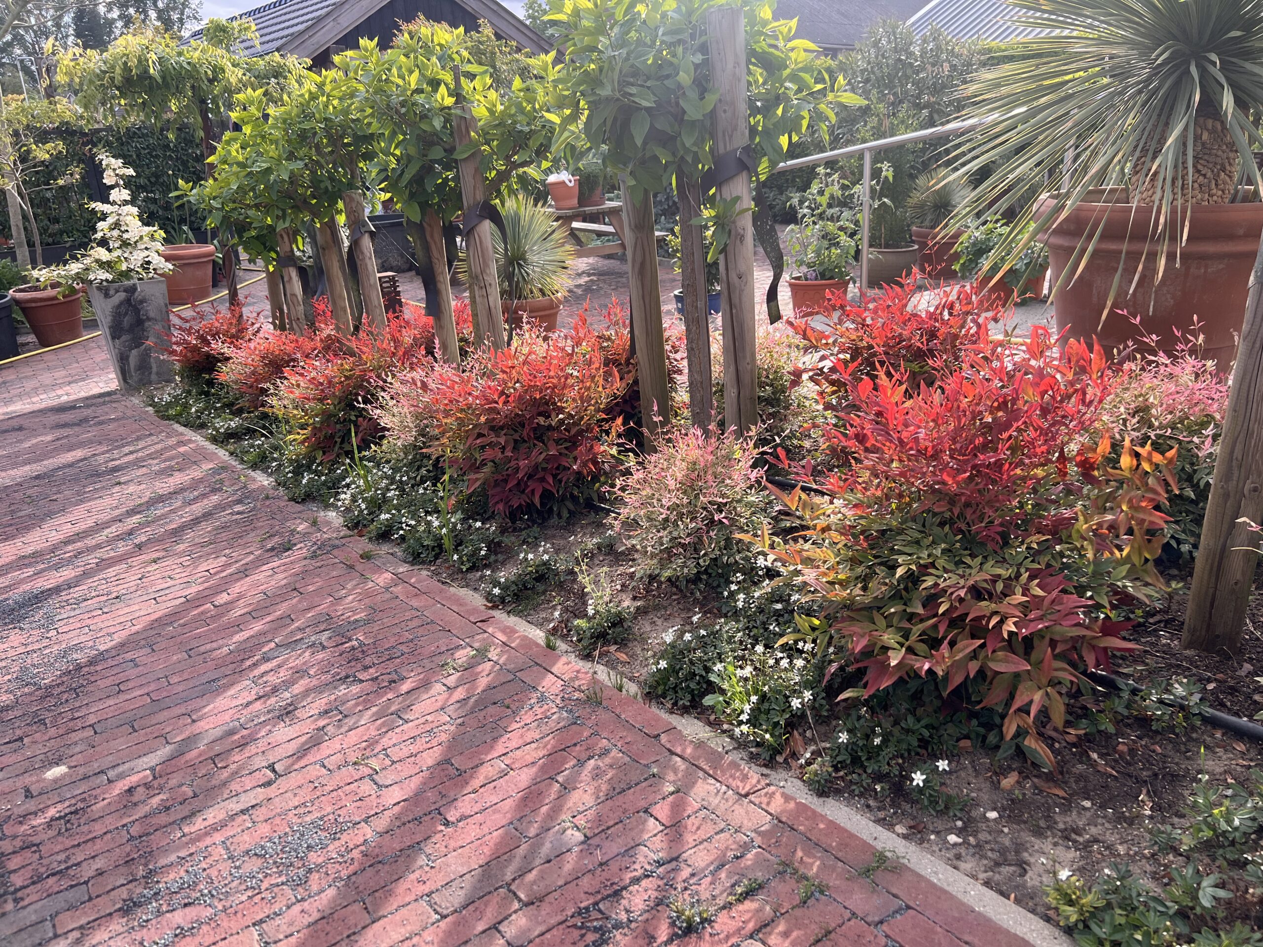 Nandina domestica ‘’Obsessed’’ -hemelse bamboe - Afbeelding 3