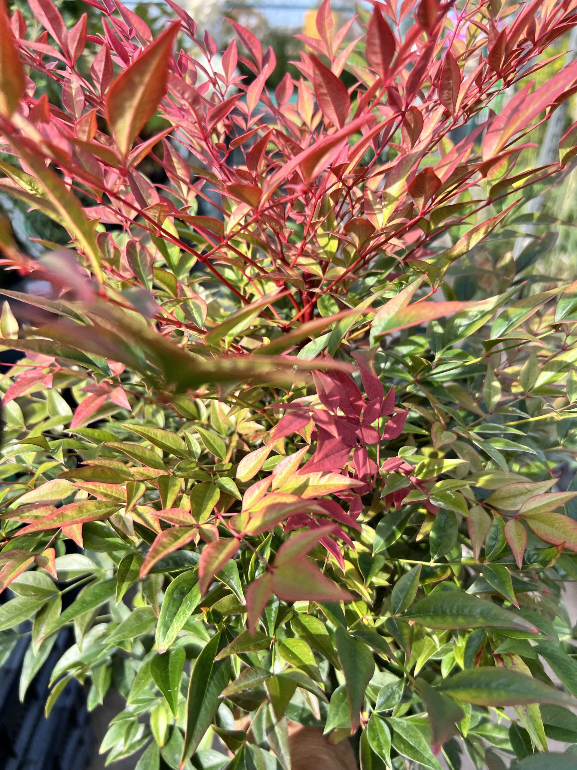 Nandina domestica ‘’Obsessed’’ -hemelse bamboe - Afbeelding 2