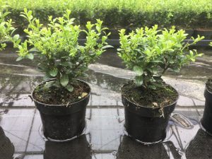Getopte ilex crenata Caroline Upright , snoei geeft groei