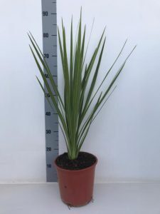 Cordyline in nieuwe groenblijvende topper tuin en terras