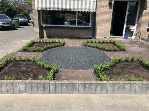 Mooie volle getopte ilex Caroline Upright 10-15 cm , aangeplant In Apeldoorn op 1-6-2019