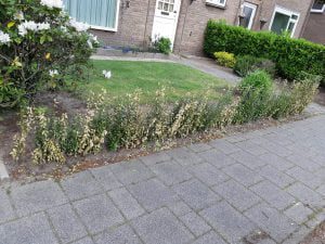 Pas op, febr -juni veel schrale oostenwind , geef ruim water in die tijd bij droogte