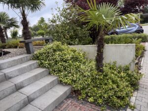Gele Toscaanse jasmijn ook zeer geschikt als bodembedekking, 4 potten per m2 staan er hier in onze voorbeeld tuin