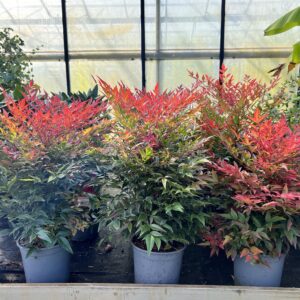 Nandina obsessed-Hemelse Bamboe, met de mooiste kleuren in Herfst,Winter en de Lente