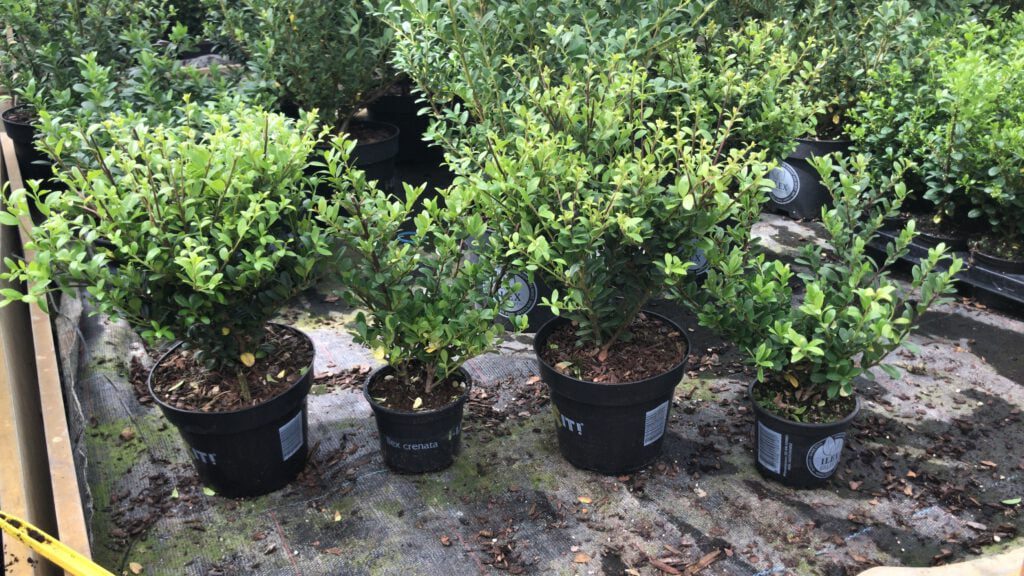 Ilex crenata Dark Green 9 en 14 cm pot, nu 13-5-2020