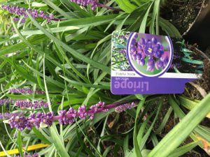 Liriope muscari “Royal Purple, vanaf augustus volop bloem