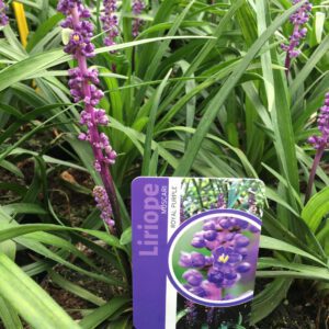 Liriope muscari “Royal Purple, vanaf augustus volop bloem