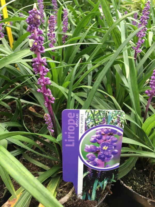 Liriope muscari “Royal Purple, vanaf augustus volop bloem