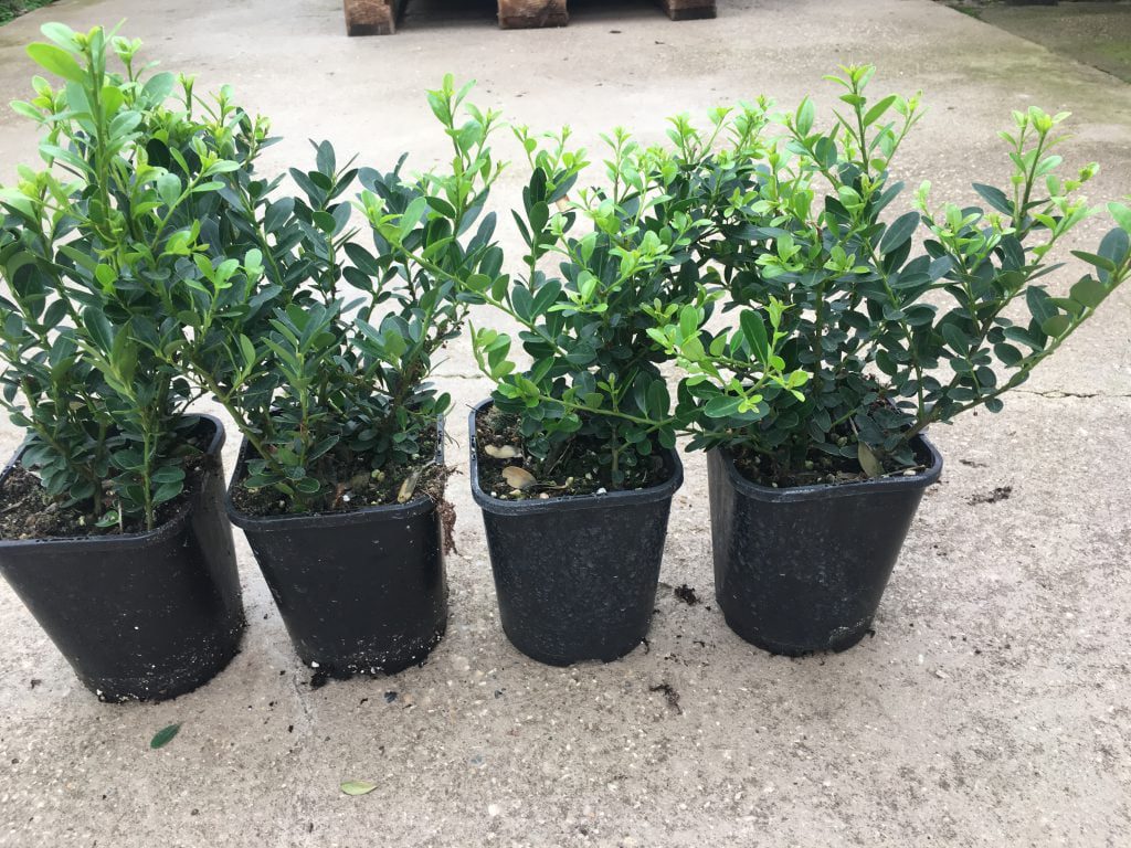 wij kweken ILEX crenata “Green Hedge” met meerdere planten per pot