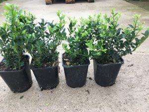 wij kweken ILEX crenata “Green Hedge” met meerdere planten per pot