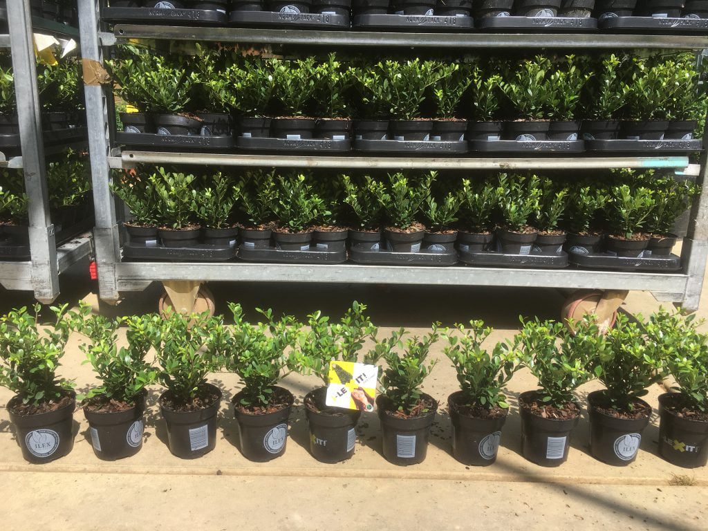 Ilex crenata Dark Green, een top buxus vervanger