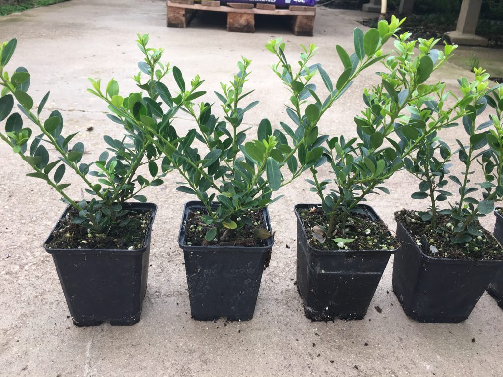 Ilex crenata Green Hedge 15/20 met 3 planten per pot