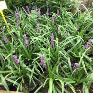 Liriope muscari “Royal Purple, vanaf augustus volop bloem