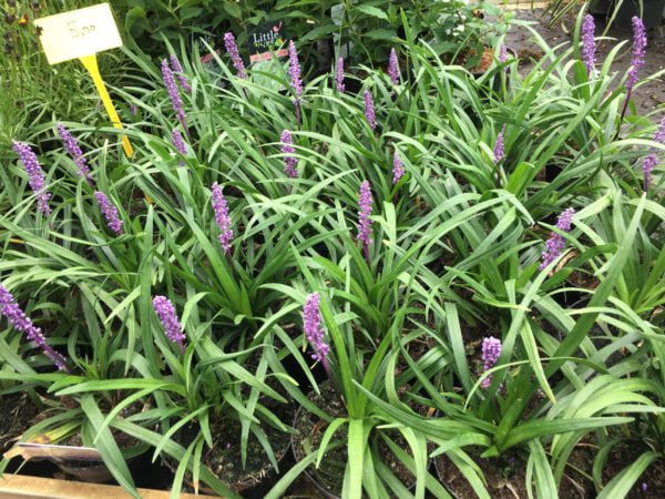 Liriope muscari “Royal Purple, vanaf augustus volop bloem