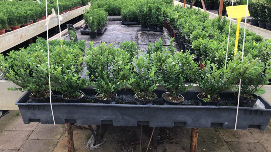 Ilex crenata Dark Green 20 cm hoog ongeveer, in 9 cm pot , met gemiddeld 2 planten per pot, en meerdere malen getopt,
