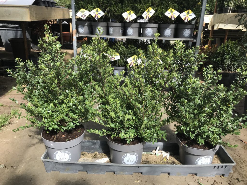 Ilex Dark Green ook in Grote en volle potten te bestellen tot 50/60 cm hoog en 30/35 cm doorsnee