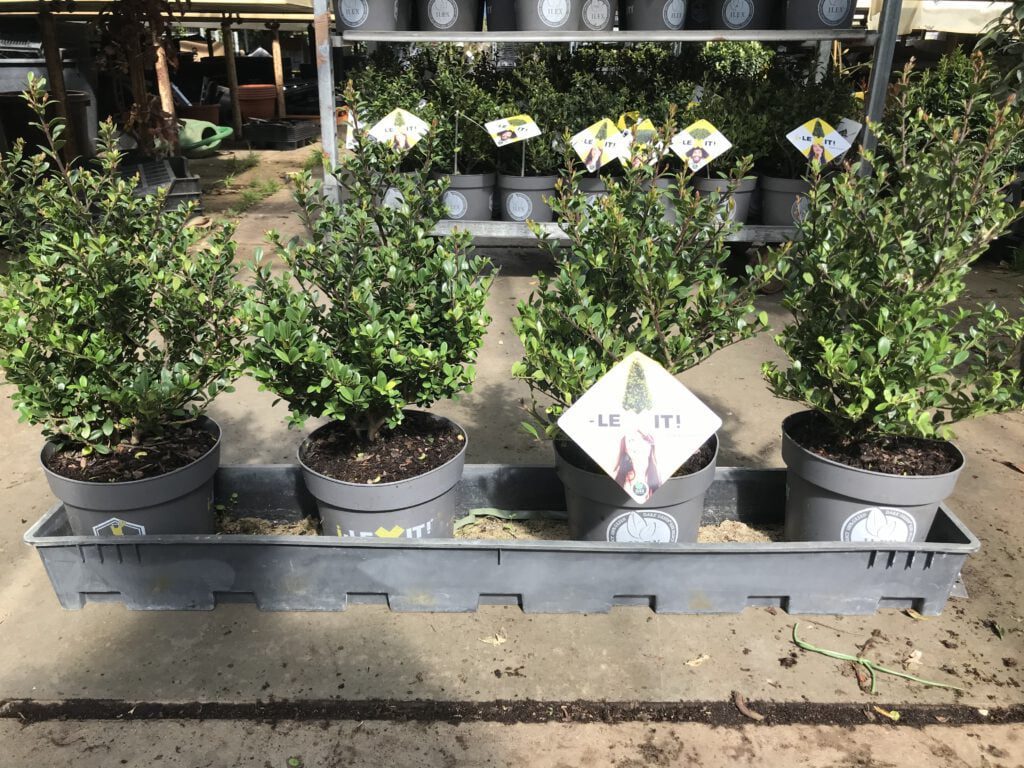 Ilex Dark Green ook in Grote en volle potten te bestellen 50/60 cm hoog en 30/35 cm doorsnee