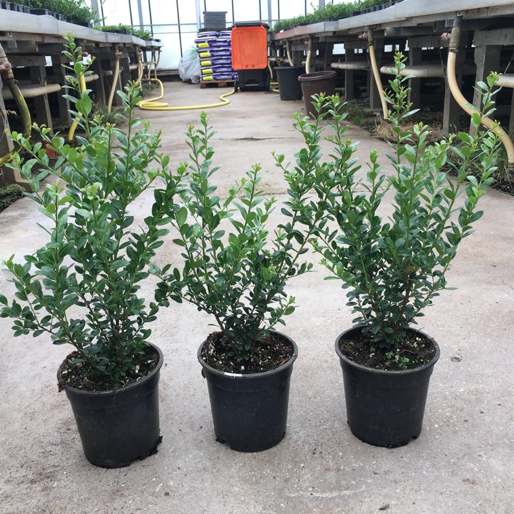 Grote Ilex crenata Caroline Upright in 17 cm pot,tot 40-50 cm hoog