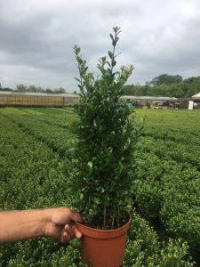 Ilex Caroline Upright 60 cm hoog