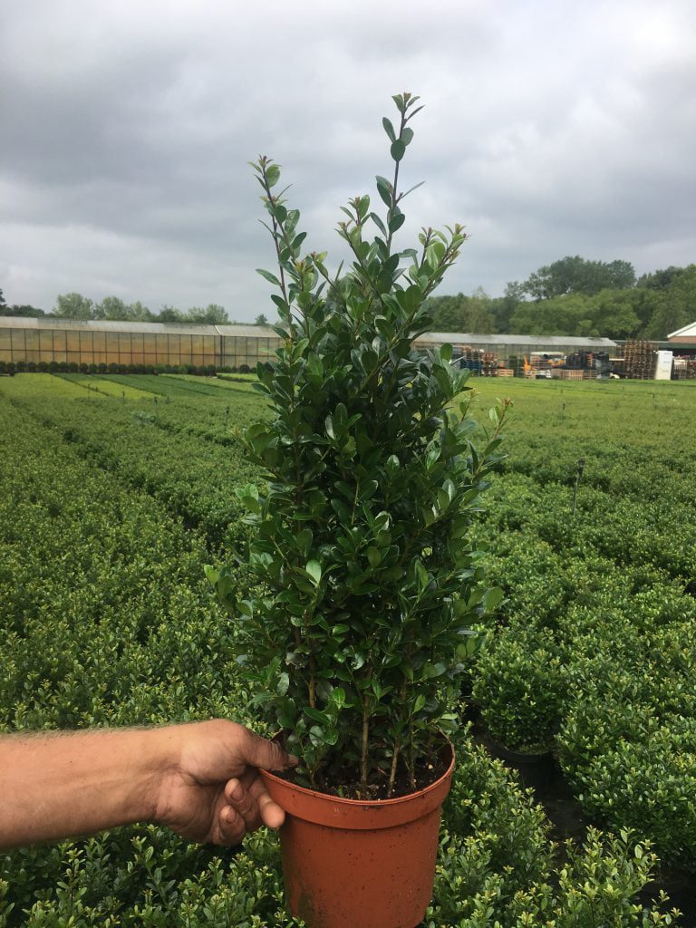 Ilex Caroline Upright 60 cm hoog
