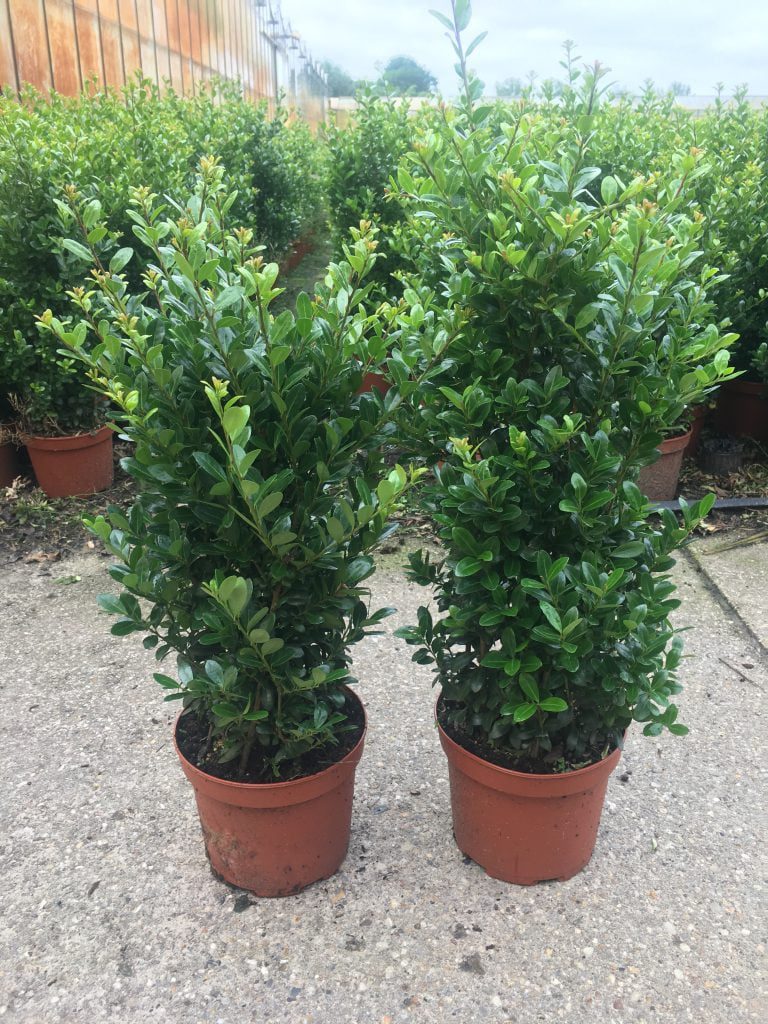 Ilex Caroline Upright 60 cm hoog
