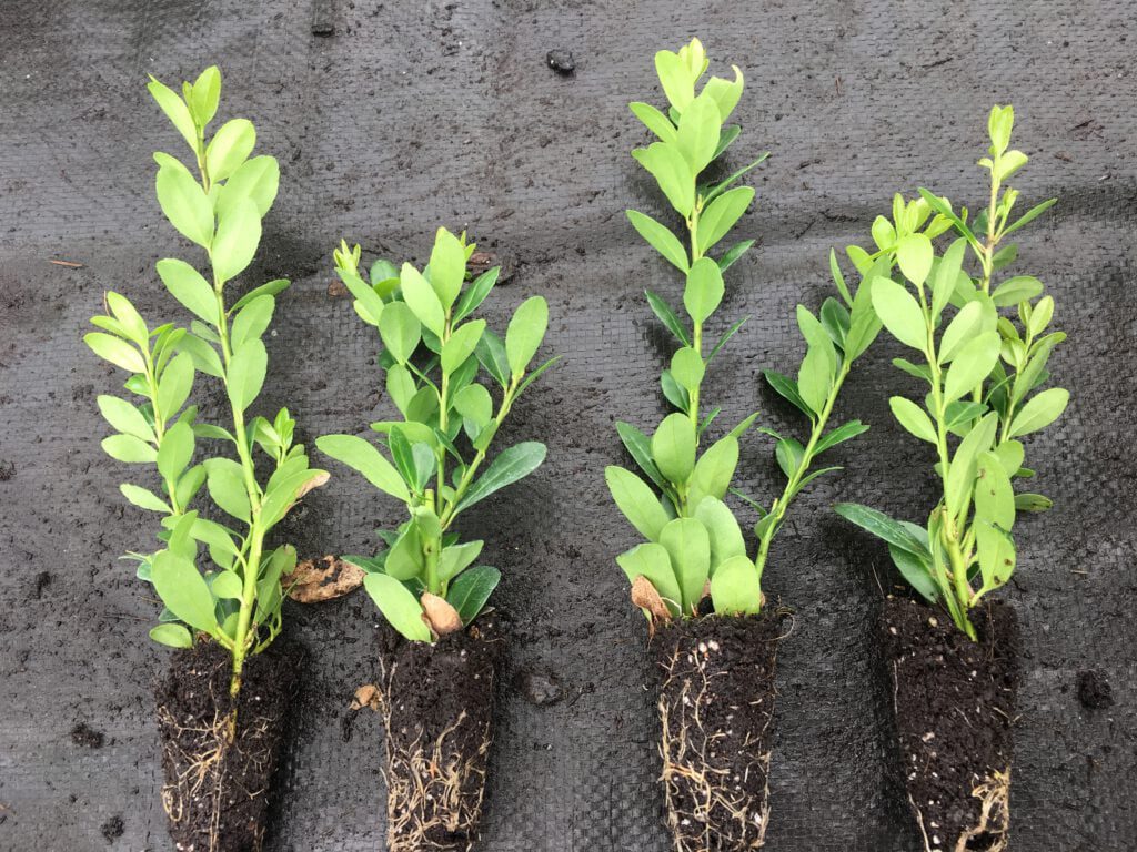 Wij verkopen vanaf 1 maart tot aug mooie gewortelde ilex crenata stek met 1 of 2 planten per plug,