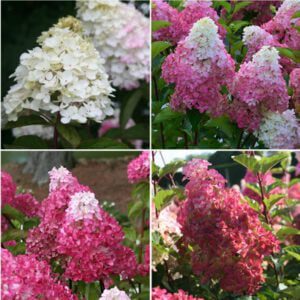 Nieuw Hydrangea paniculata Fraise Melba in XXL