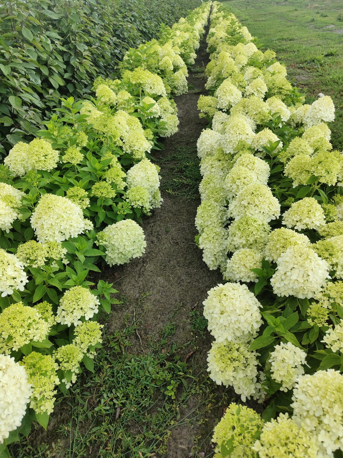 Hydrangea paniculata “Little Spooky” -dwerg pluimhortensia - Afbeelding 8