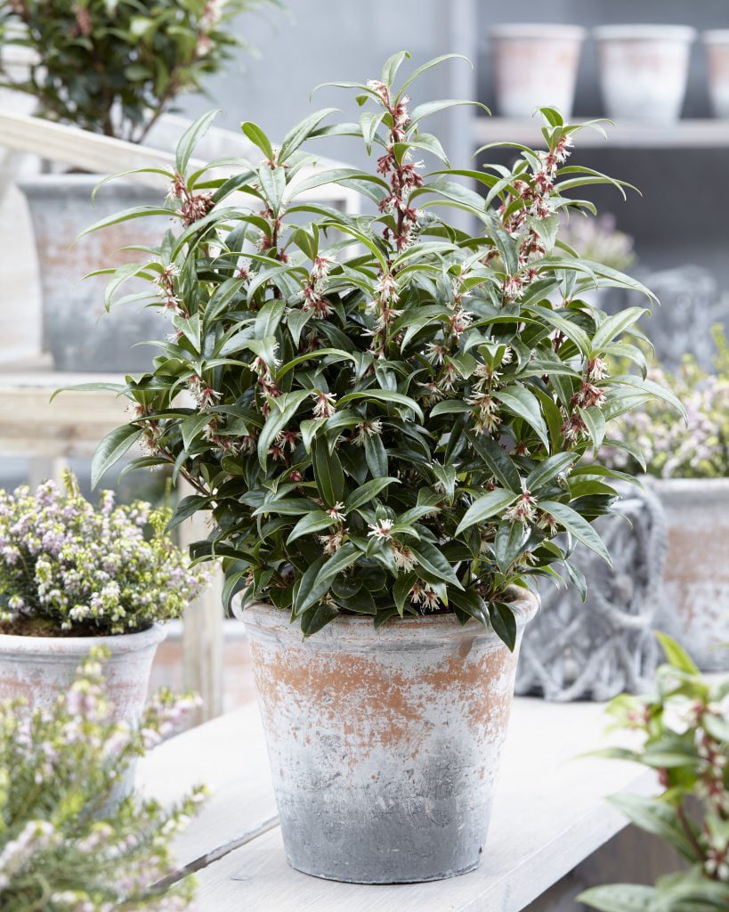 Sarcococca humilis Winter Gem, een nieuwe groenblijvende geurende Buxusvervanger 