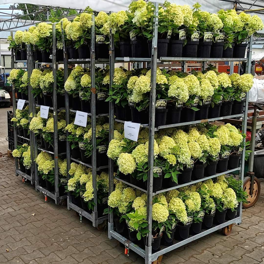 Hydrangea paniculata “Little Spooky” -dwerg pluimhortensia - Afbeelding 7