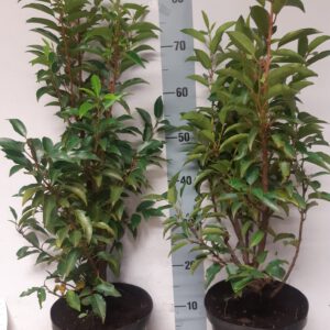 Prunus lusitanica angustifolia in pot en 60/80 hoog uit eigen kwekerij