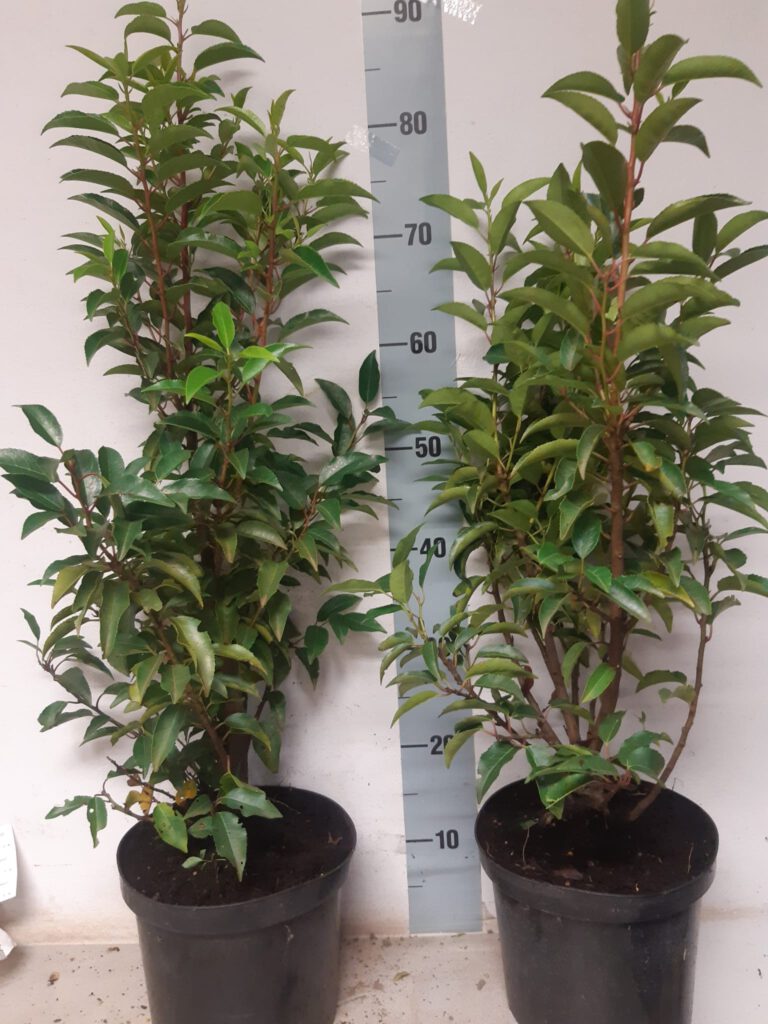Prunus lusitanica angustifolia in pot en 60/80 hoog uit eigen kwekerij 