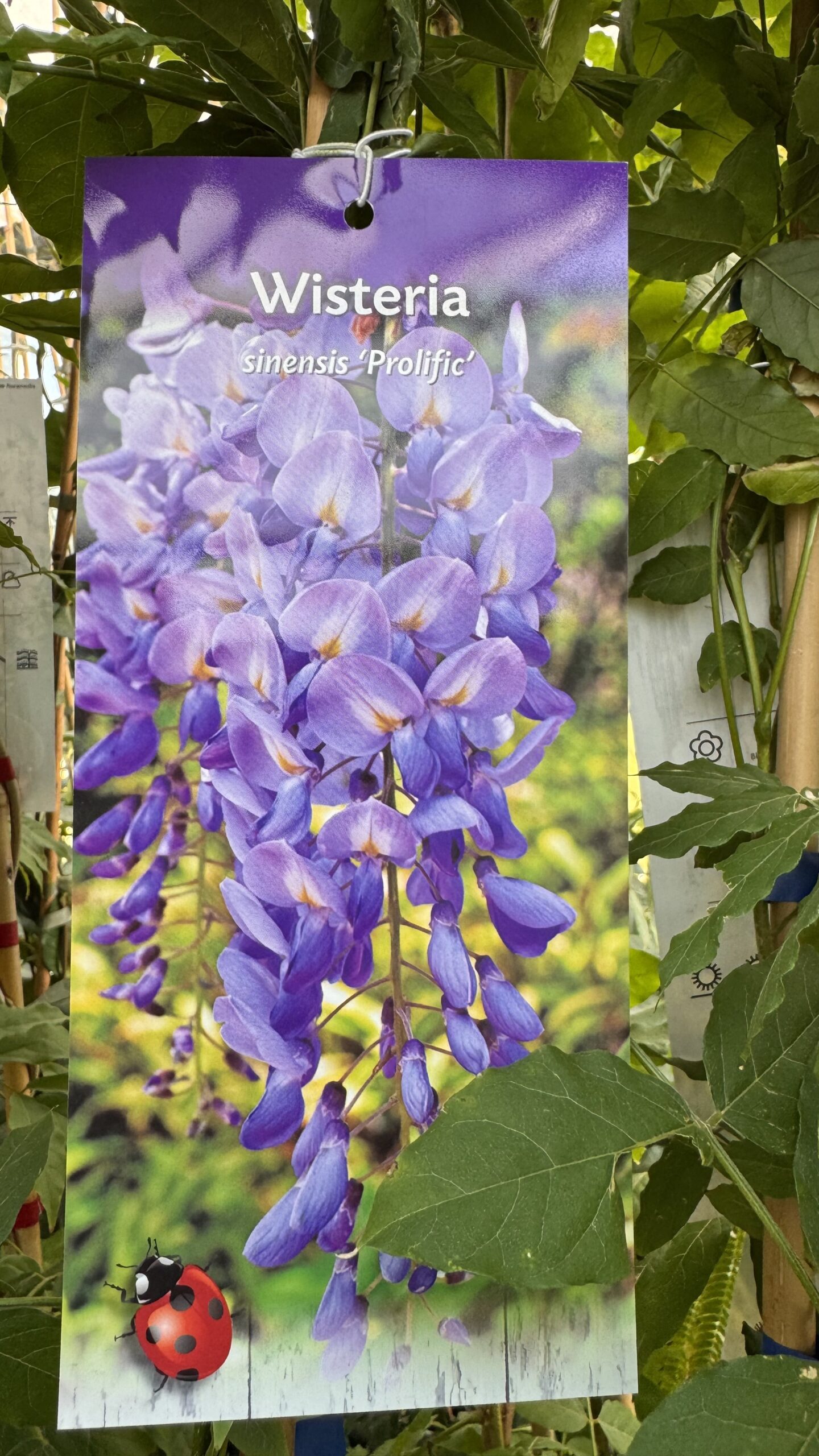 Wisteria - Blauwe, witte of rose regen 100/125 cm - Afbeelding 2