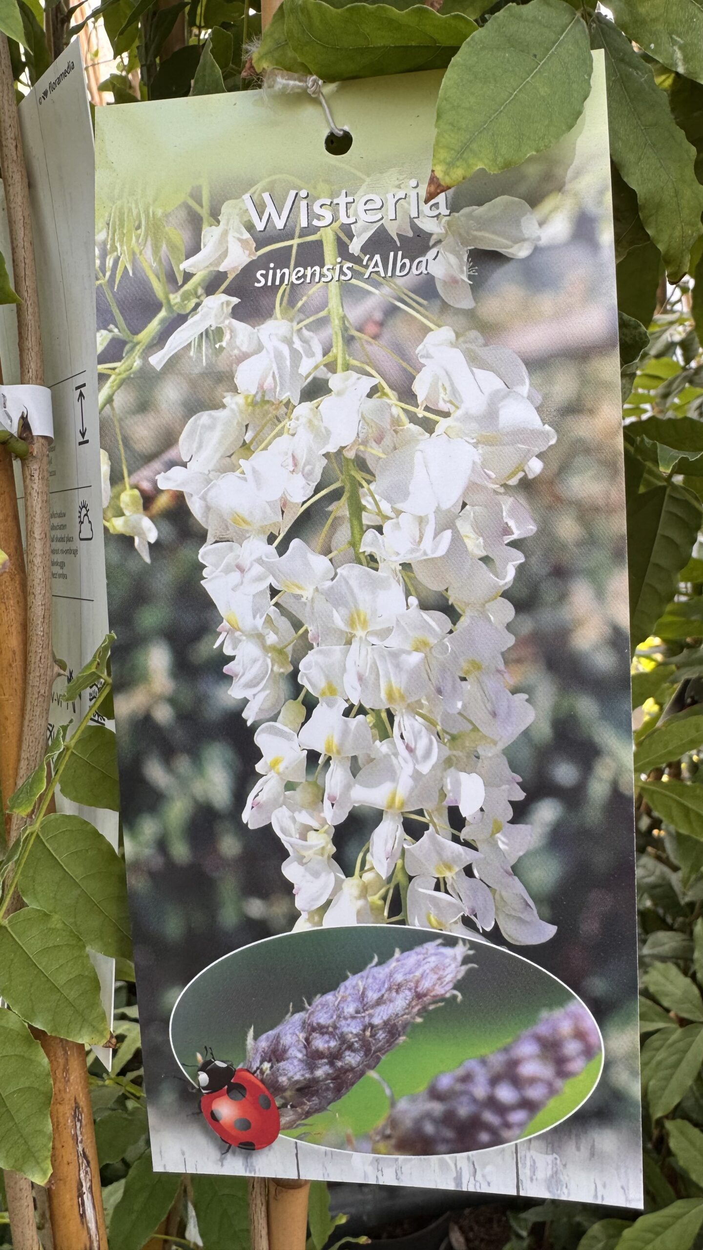 Wisteria - Blauwe, witte of rose regen 100/125 cm - Afbeelding 4
