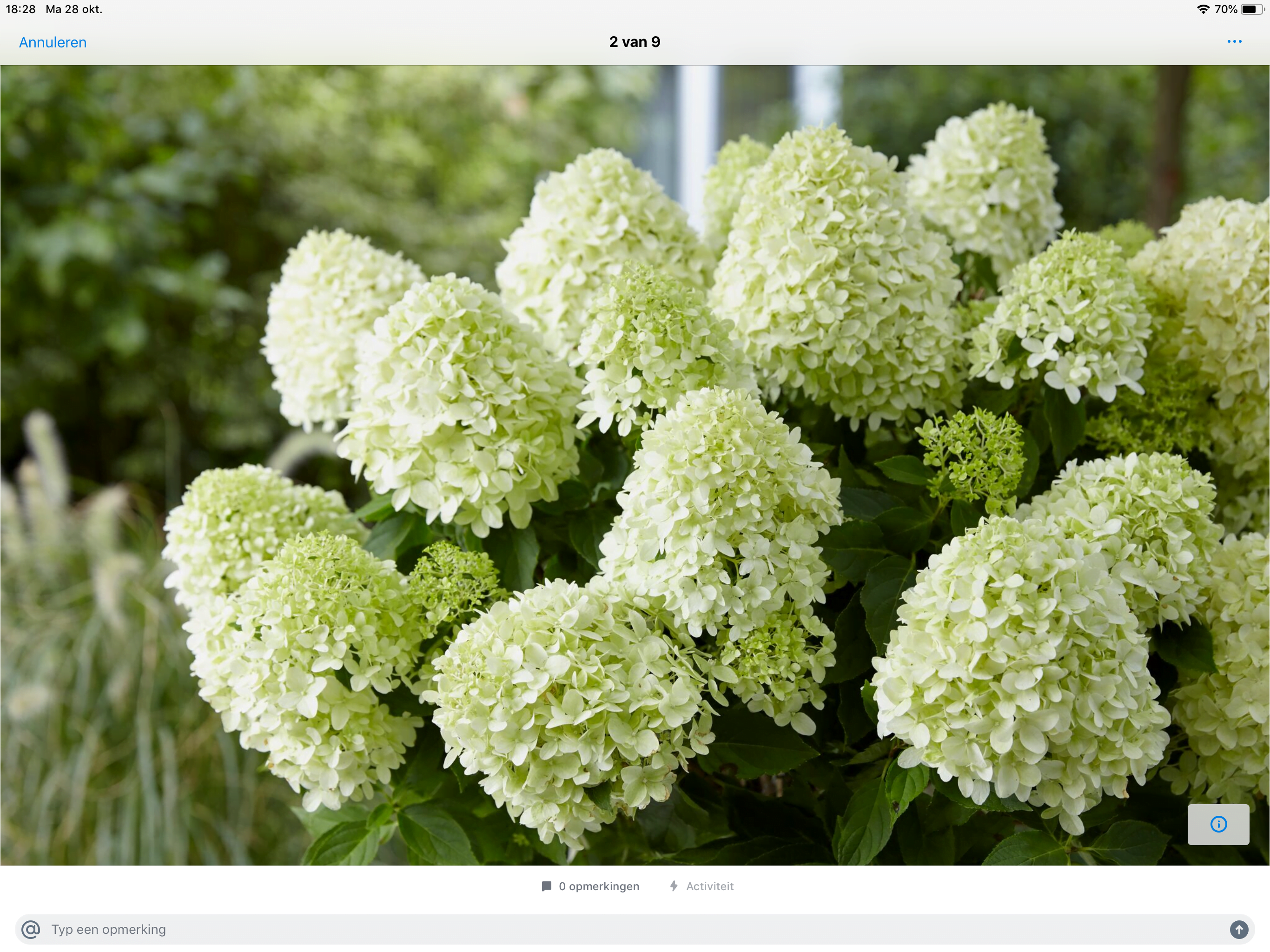 Hydrangea paniculata “Little Spooky” -dwerg pluimhortensia - Afbeelding 4