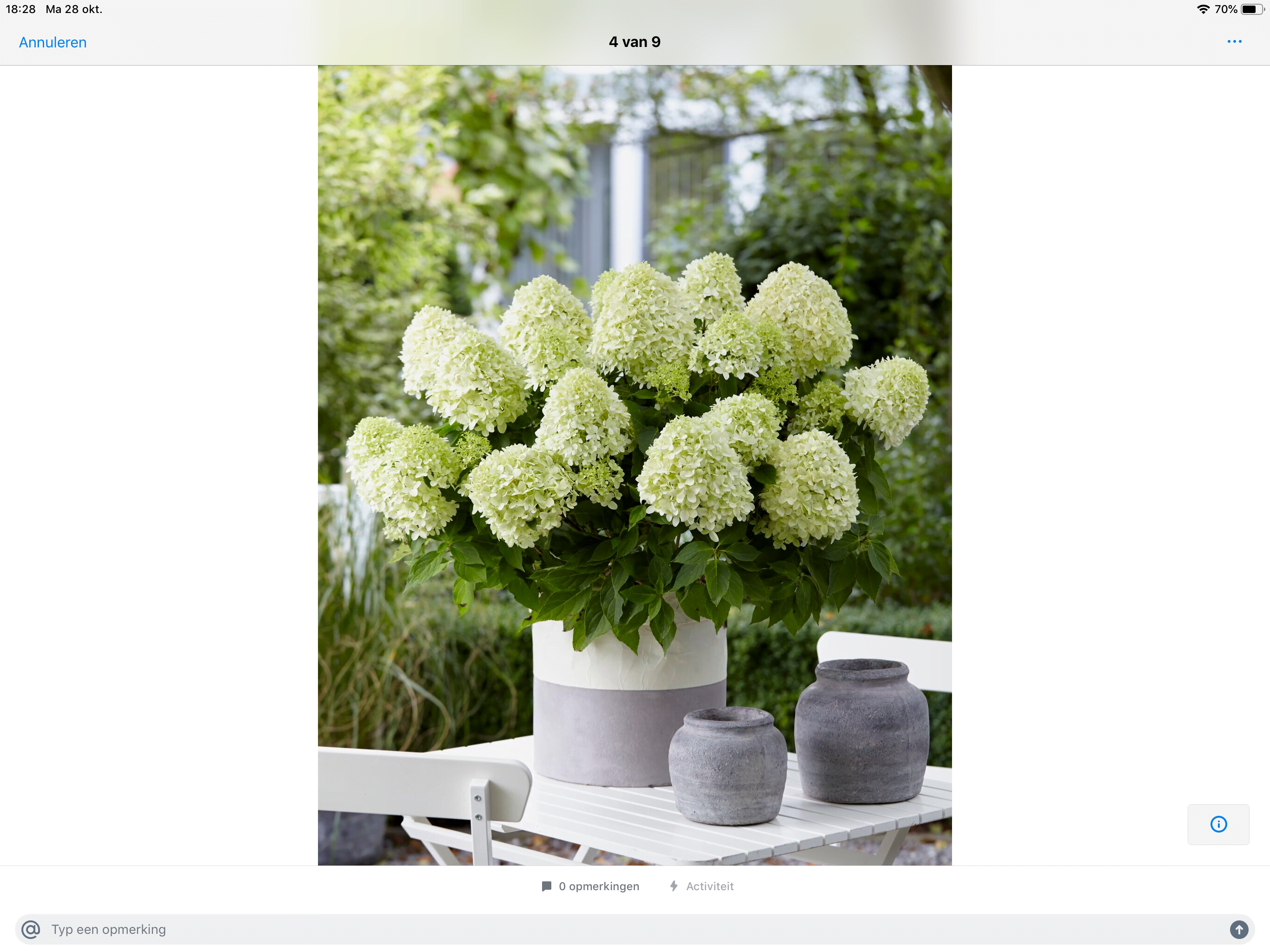 Hydrangea paniculata “Little Spooky” -dwerg pluimhortensia - Afbeelding 5